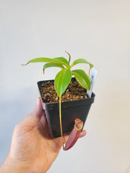 Nepenthes mira BE