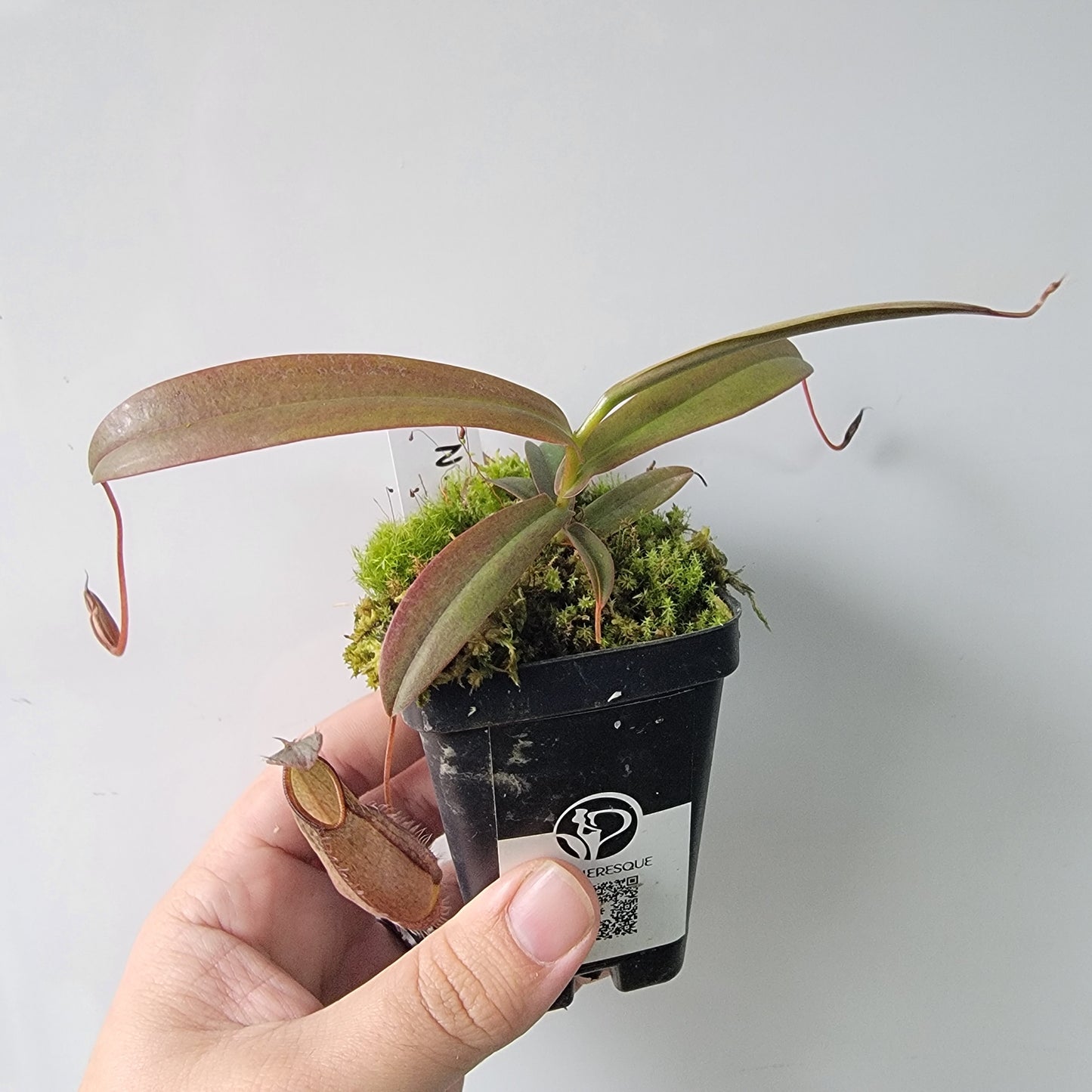 Nepenthes tentaculata BE