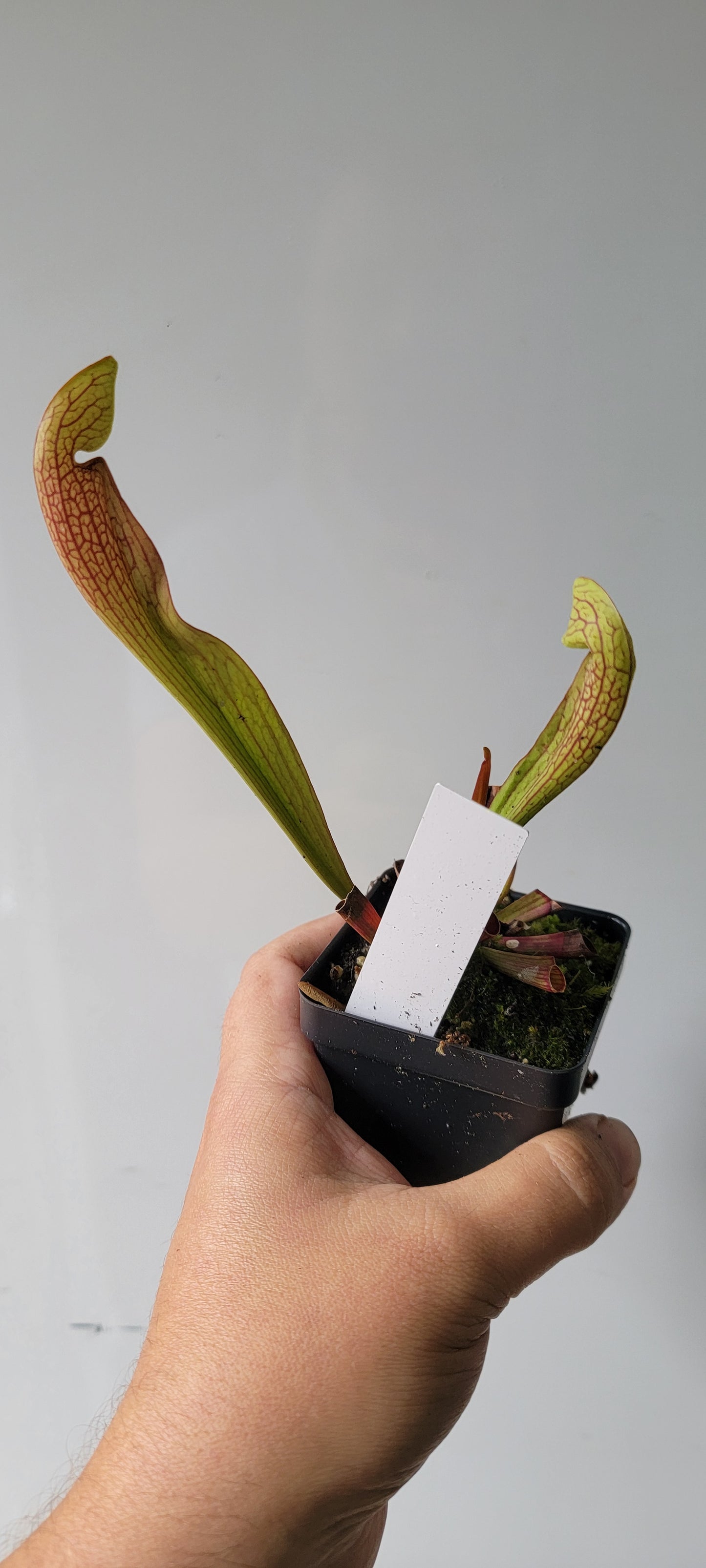 Sarracenia "Dixie Lace"