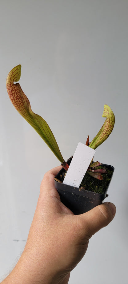 Sarracenia "Dixie Lace"