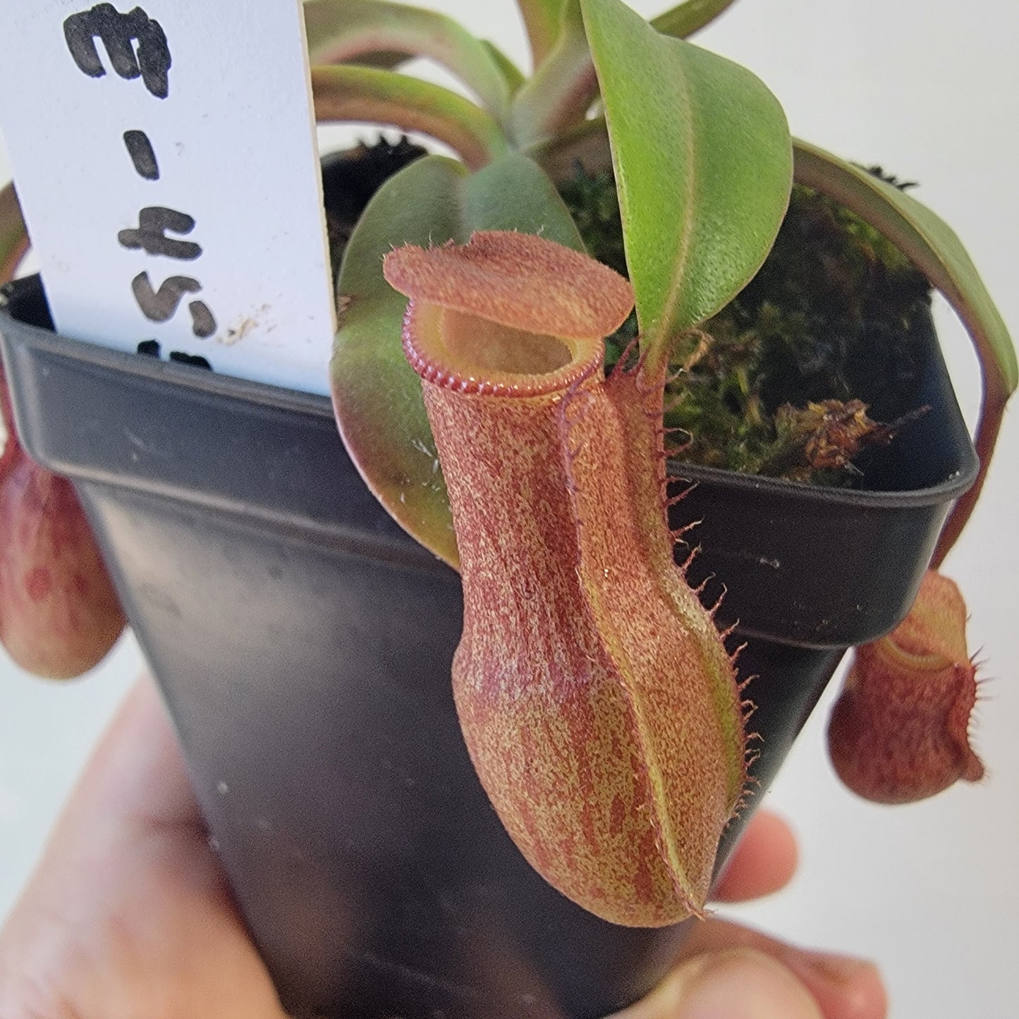 Nepenthes burkei x burbidgeae x edwardsiana BE