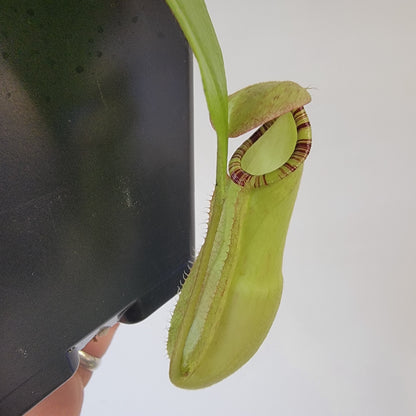 Nepenthes spectabilis x mirabilis var. globosa BE