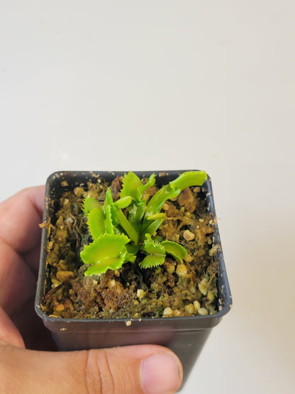 Dionaea musc. "Red Fox"