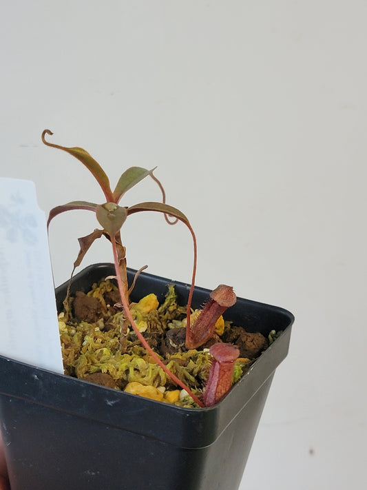 Nepenthes argentii BCP