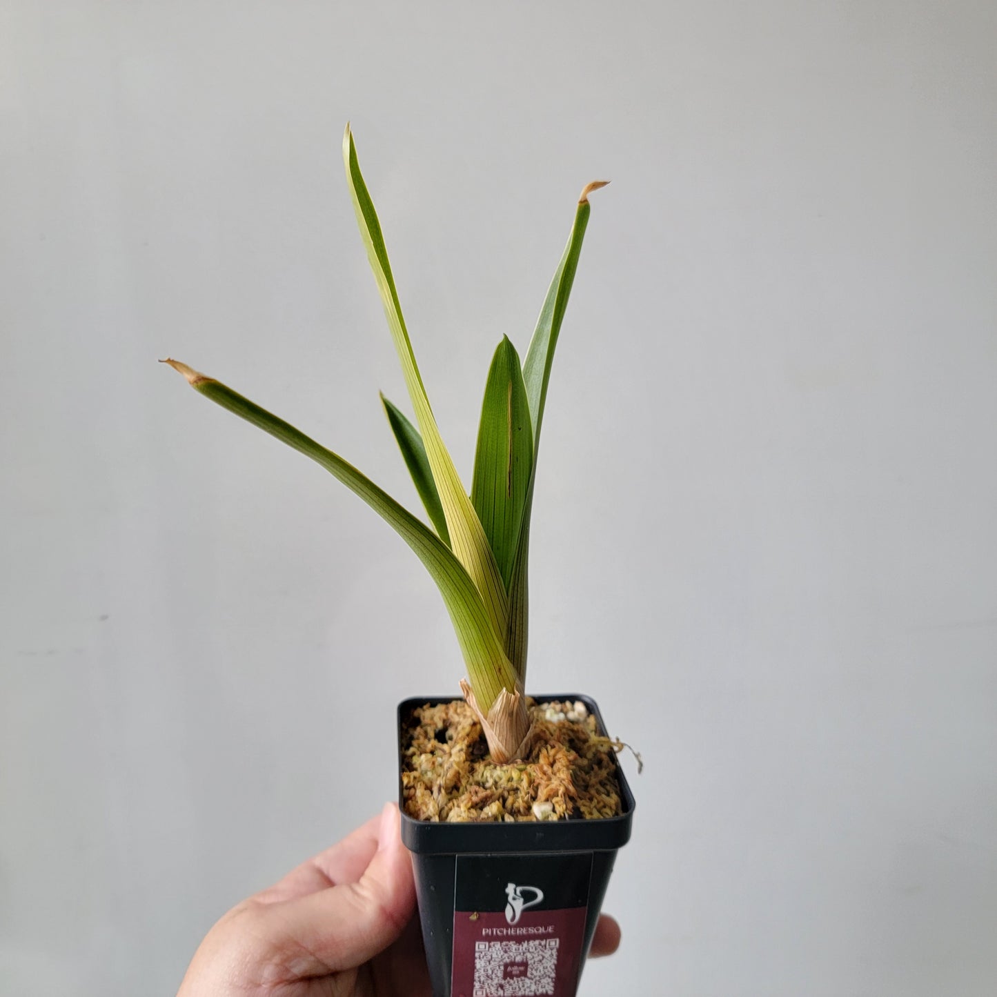 Brocchinia reducta BCP