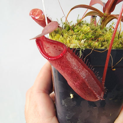 Nepenthes densiflora BE