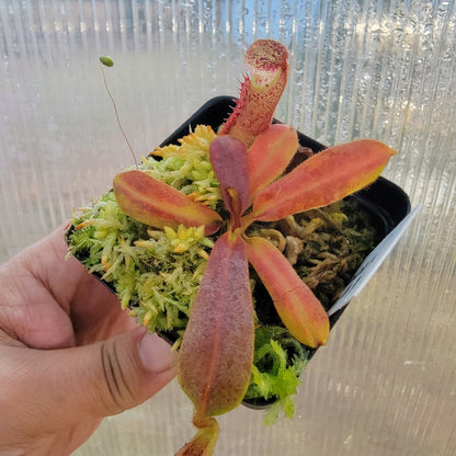 Nepenthes veitchii x platychila BE