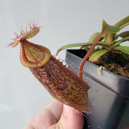 Nepenthes burkei x hamata BE