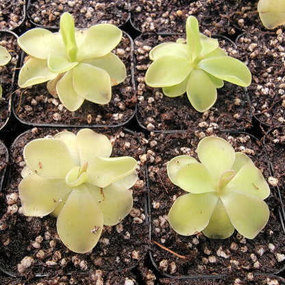 Pinguicula "Piruoette"