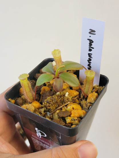 Nepenthes palawanensis BCP