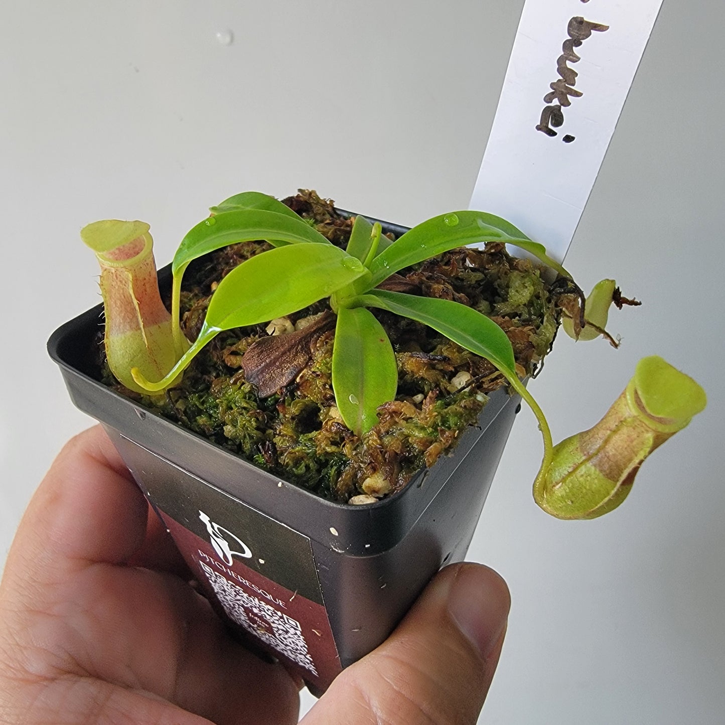 Nepenthes burkei BE
