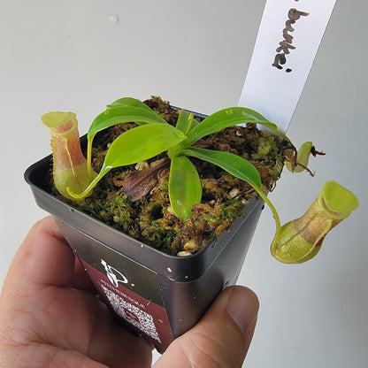 Nepenthes burkei BE
