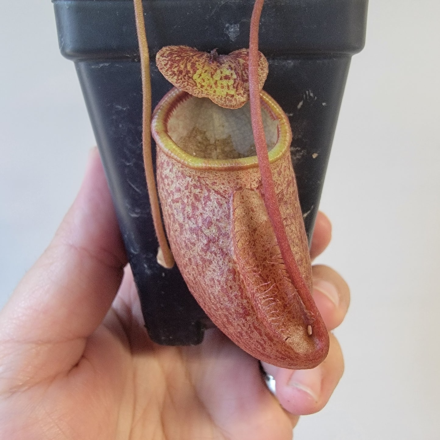 Nepenthes gantungensis BCP