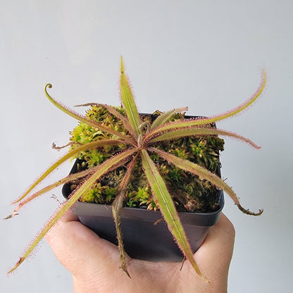 Drosera adelae 'Giant'