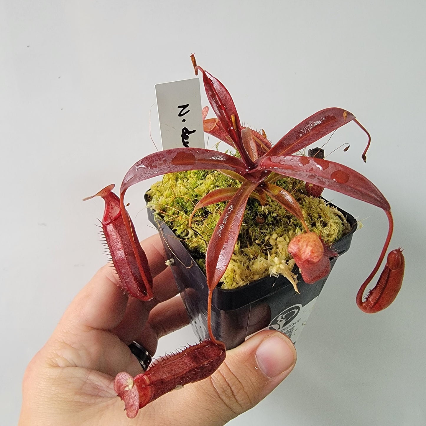 Nepenthes densiflora BE