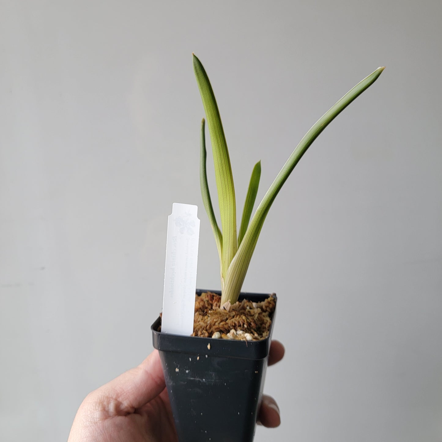 Brocchinia hechtioides BCP