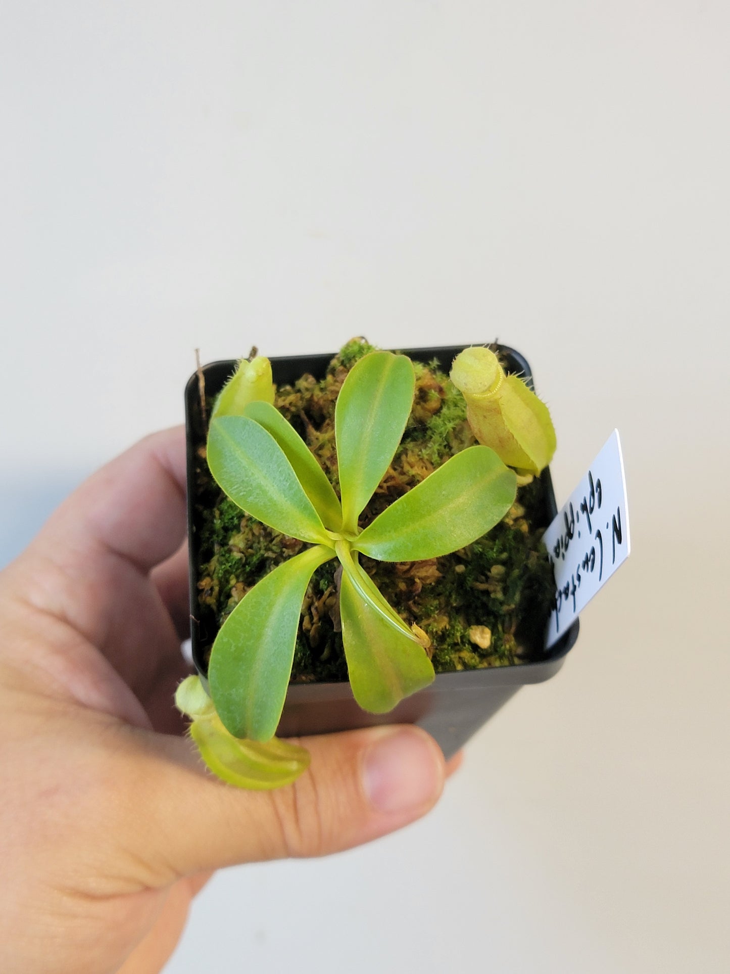 Nepenthes eustachya x ephippiata BE