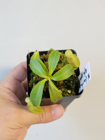 Nepenthes eustachya x ephippiata BE