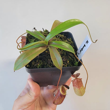 Nepenthes burkei x tenuis BE