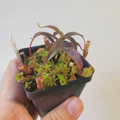 Nepenthes alba BCP