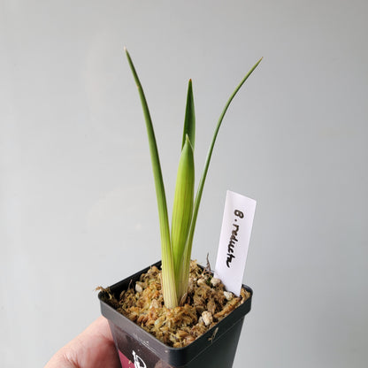 Brocchinia reducta BCP