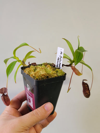 Nepenthes ulukaliana x ramispina BCP