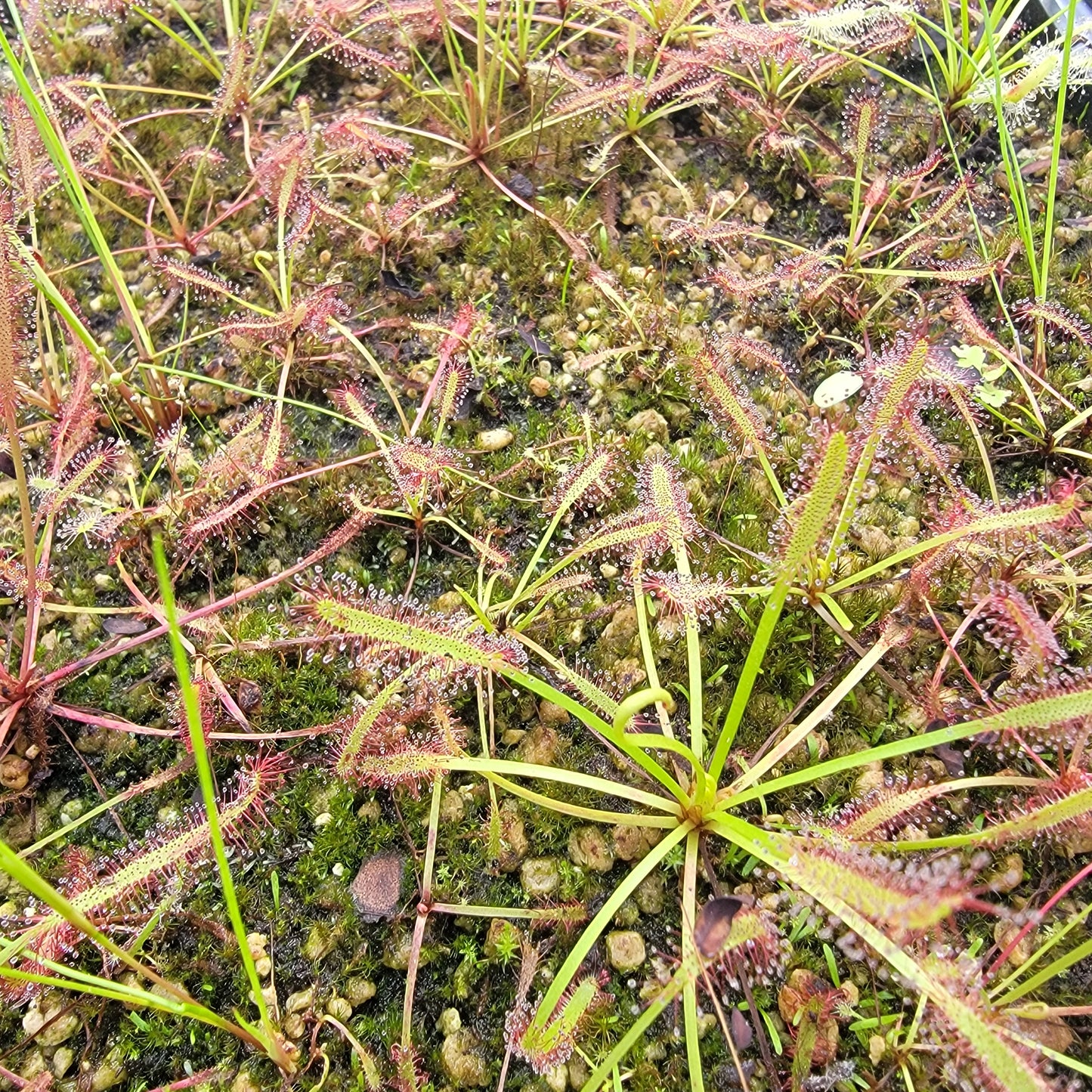 Drosera capensis SG bare root