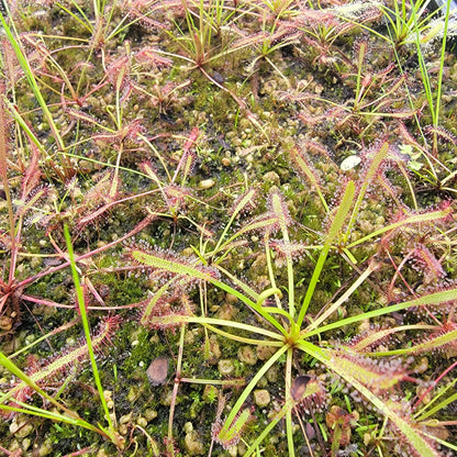 Drosera capensis SG bare root
