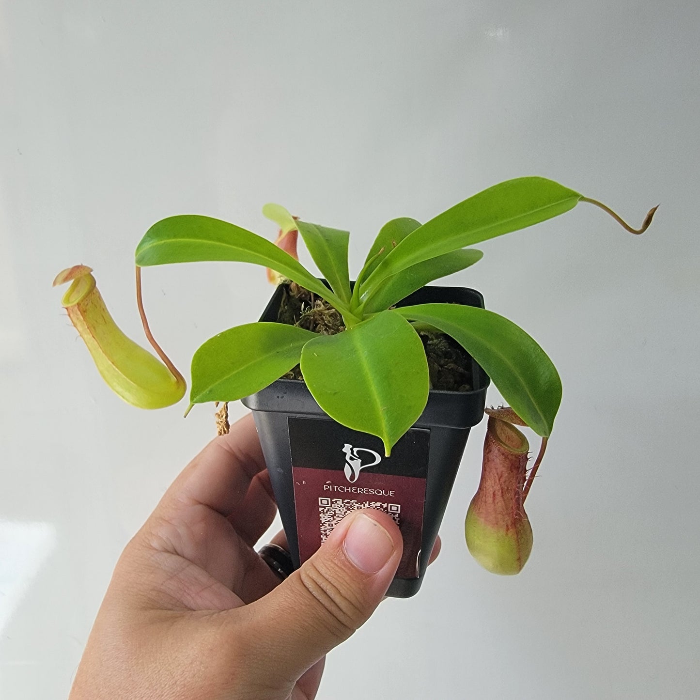 Nepenthes "Ventrata"