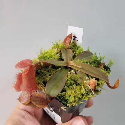 Nepenthes vieillardii BE