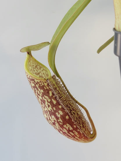 Nepenthes spectabilis 'Sibuyatan' BE