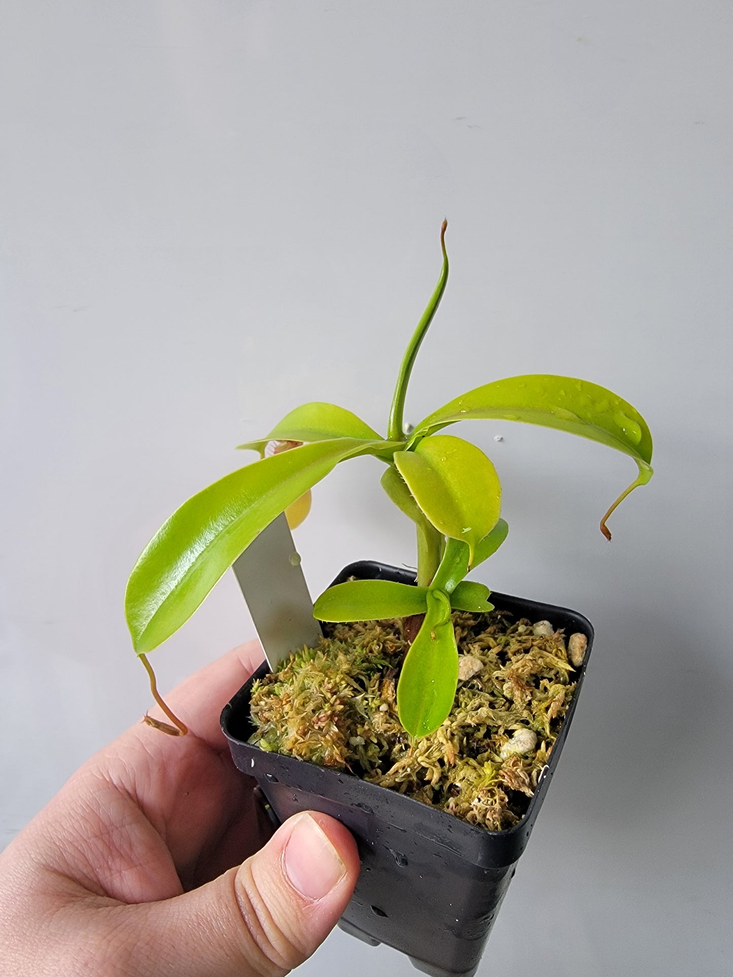 Nepenthes "Ventrata"