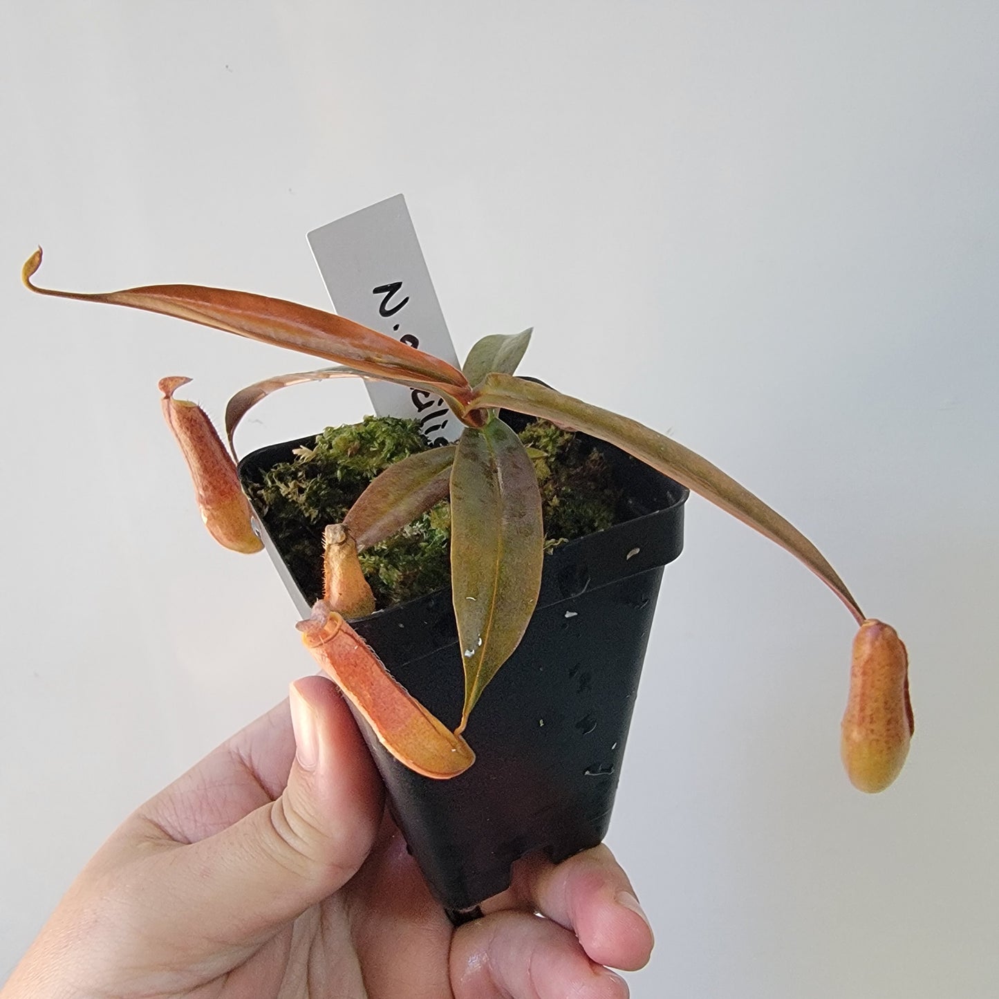 Nepenthes gracilis BE