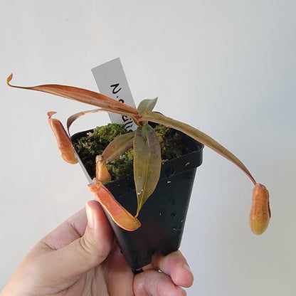 Nepenthes gracilis BE