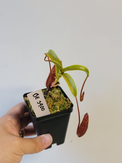 Nepenthes singalana x diabolica BE