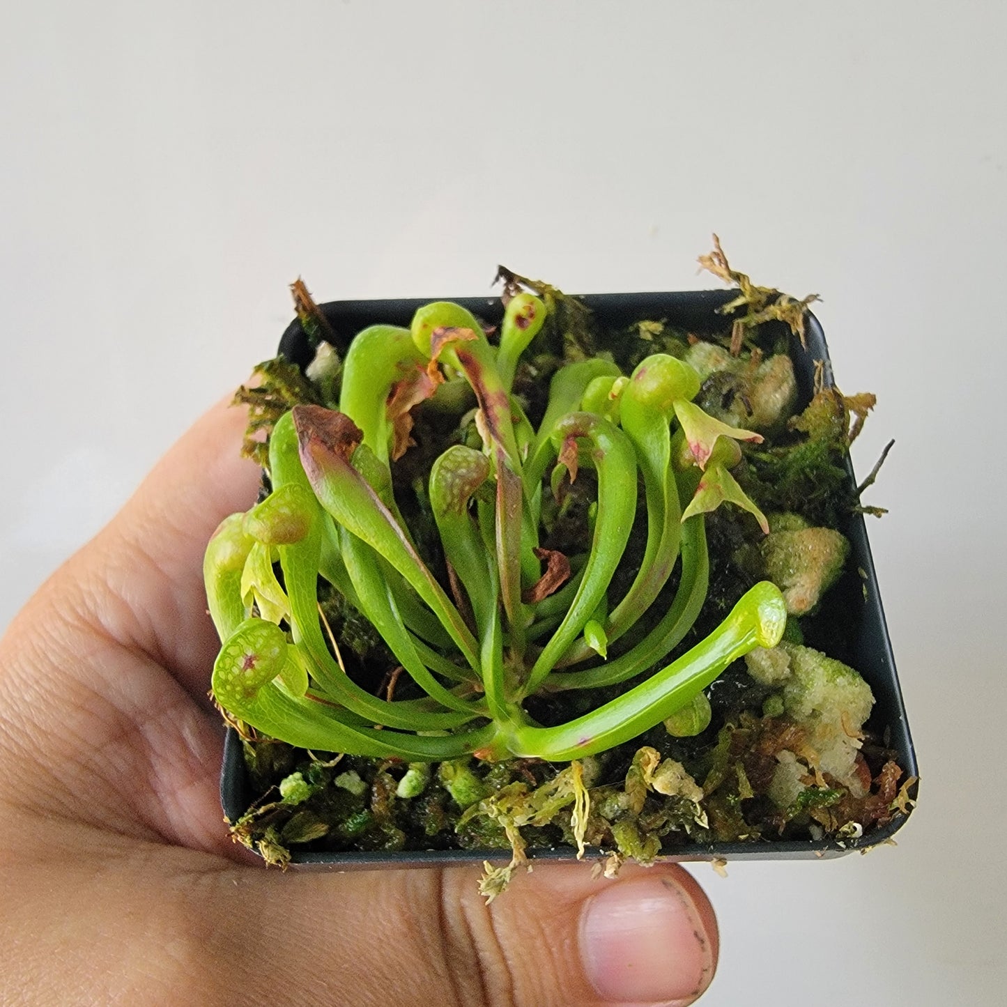 Darlingtonia californica