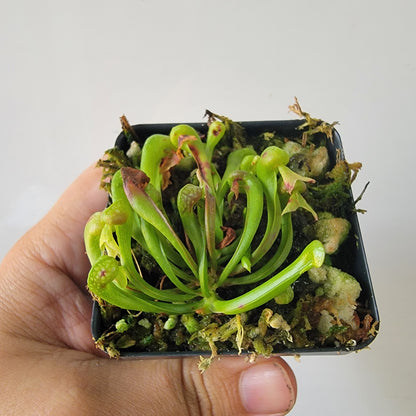 Darlingtonia californica