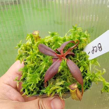 Nepenthes ceciliae BCP