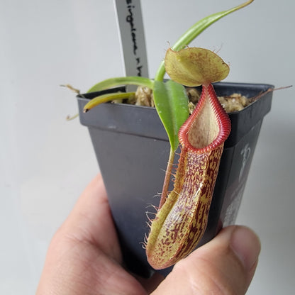Nepenthes singalana x hamata BE