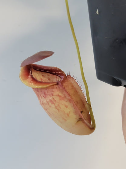 Nepenthes spathulata x tenuis BE