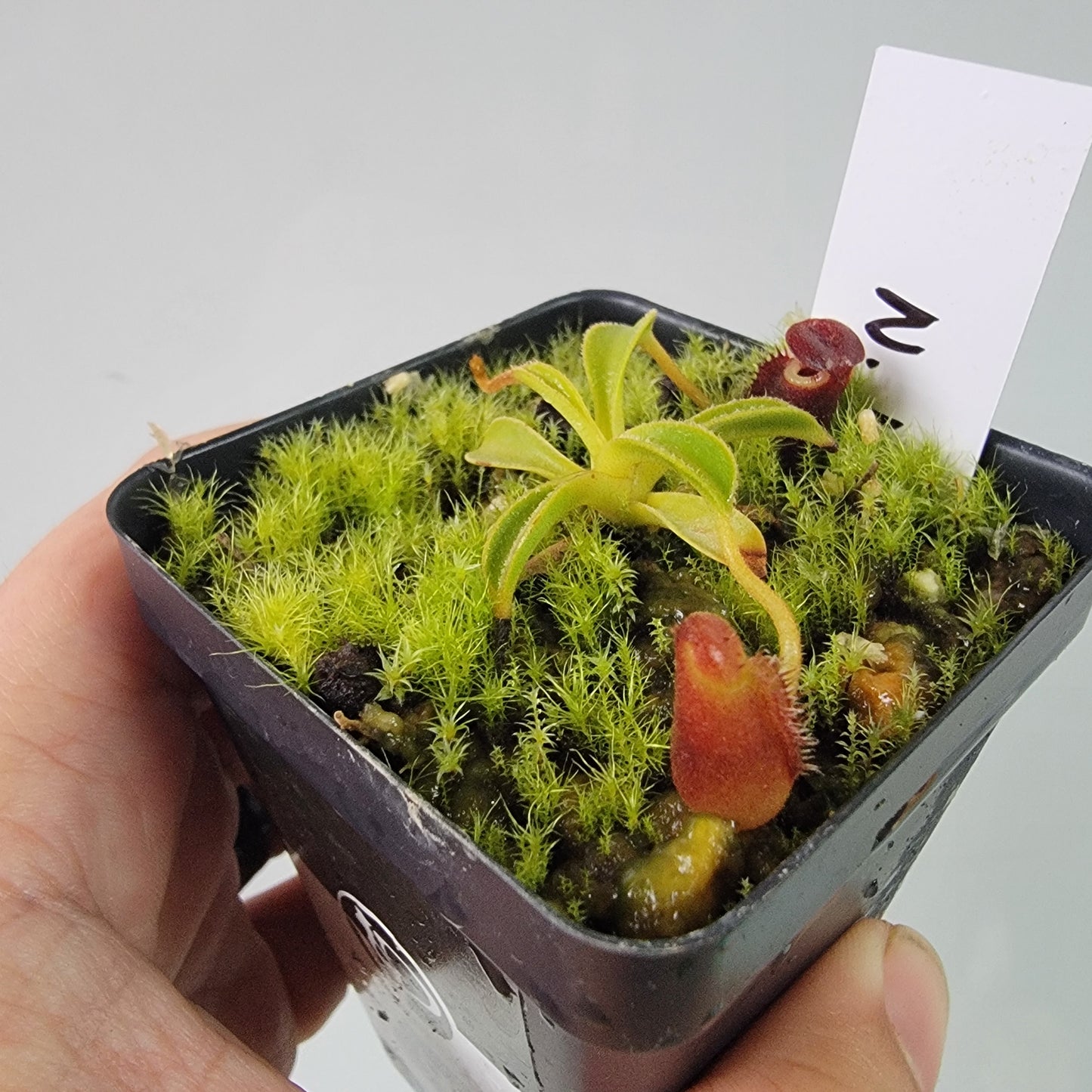 Nepenthes lowii BE *New Clone*