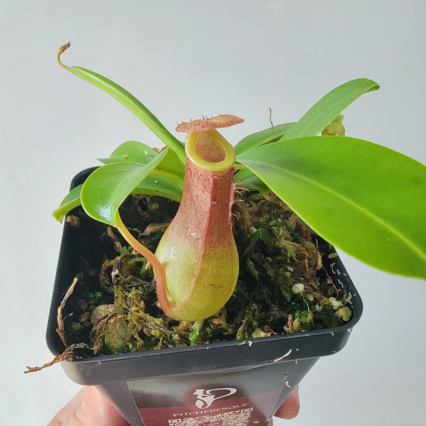 Nepenthes "Ventrata"