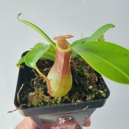 Nepenthes "Ventrata"