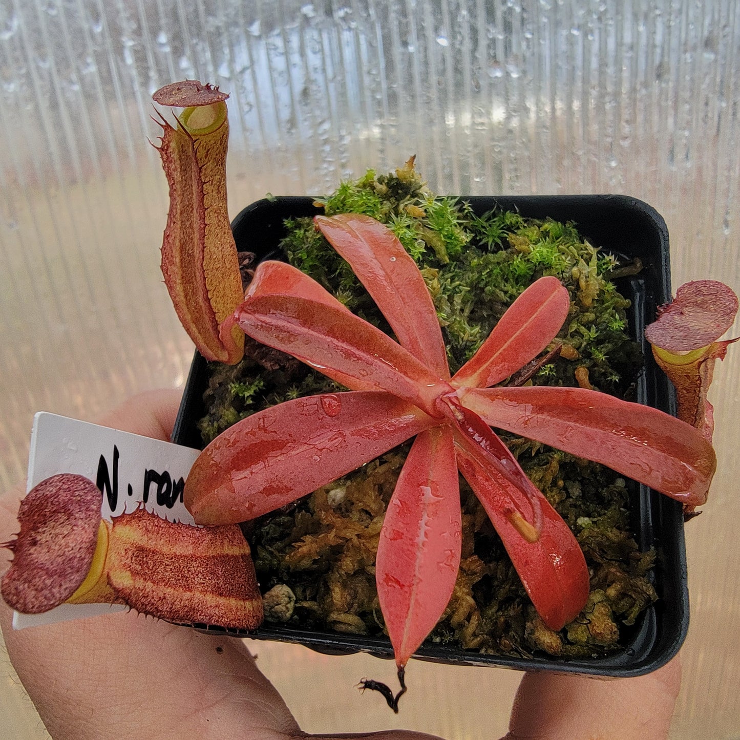 Nepenthes ramispina x reinwardtiana BE