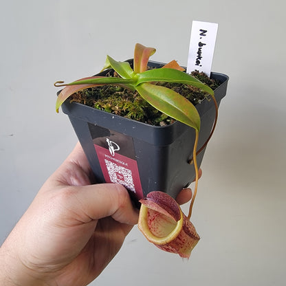 Nepenthes burkei x tenuis BE