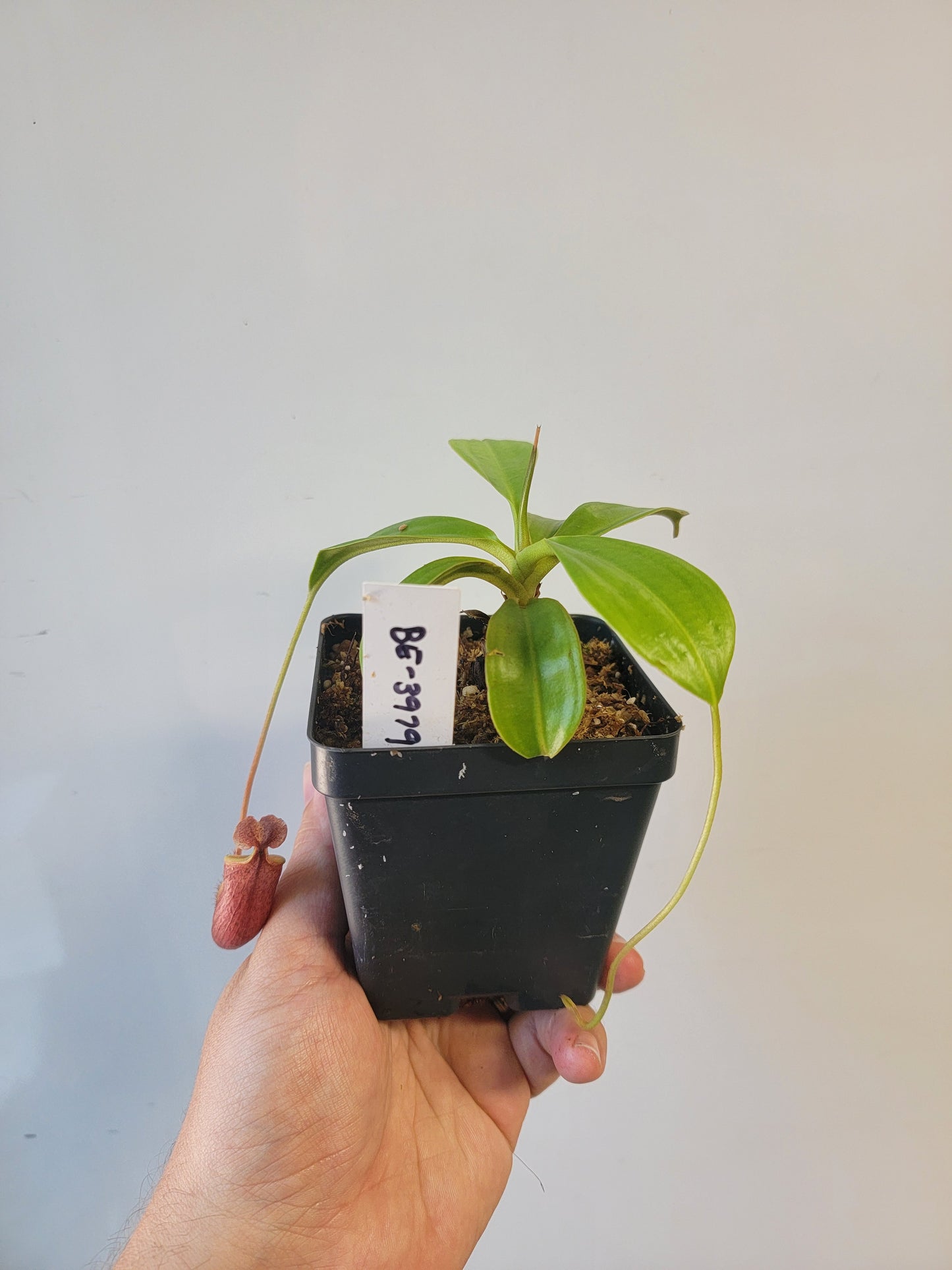 Nepenthes mira BE