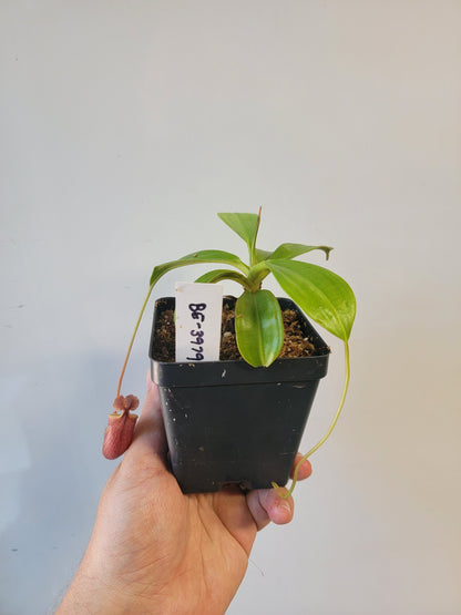 Nepenthes mira BE