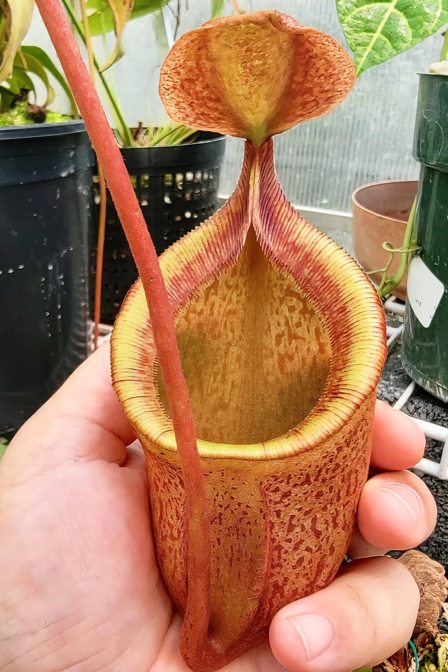Nepenthes gantungensis BCP