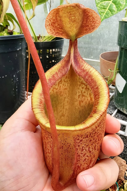 Nepenthes gantungensis BCP