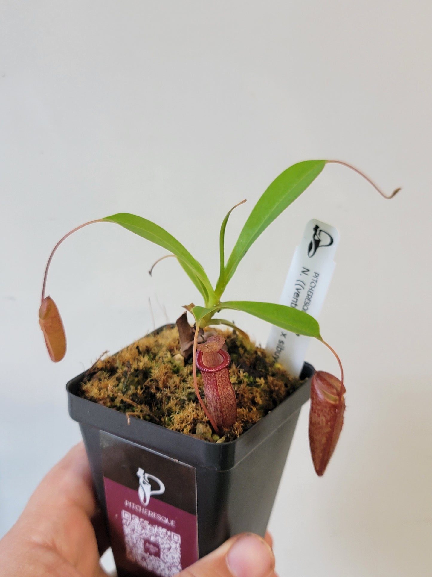 Nepenthes ventricosa x sibuyanensis x flava EP
